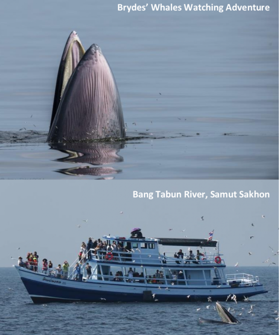 5 Days 4 Nights Bangkok, Hua Hin, Brydes’ Whales Watching Adventure, Amphawa Floating Market, Phra Nakhon Khiri Historical Park (Free Upgrade to 2 hours Thai Traditional Massage)